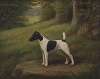 Paddock Paprika, a terrier in a landscape
