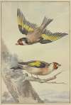 Two goldfinches