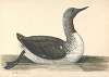 A Red Throated Diver, June 1742