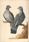 Two Wood Pigeons