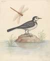 Pied Wagtail and Dragonfly