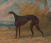 One of George Lane Fox’s Winning Greyhounds; the Black and White Greyhound Bitch, Juno, also called Elizabeth