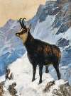 Chamois High in the Mountains