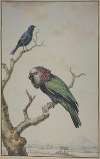 A Red-Fan Parrot (Deroptyus accipitrinus) and a Tawny-Shouldered Blackbird (Agelaius humeralis)