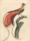 Red-Plumed Bird-of-Paradise (Paradisea Apoda Raggiana), Southeastern New Guinea