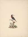 Chalcomitra senegalensis (Scarlet Chested Sunbird)