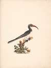 Tockus hemprichii (Hemprich’s Hornbill) or Tockus abloterminatus (Crowned Hornbill)