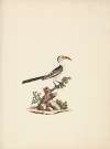 Tockus Jacksoni (Jackson’s Hornbill)