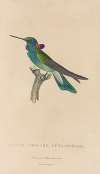 Histoire naturelle des oiseaux-mouches Pl.01