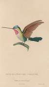 Histoire naturelle des oiseaux-mouches Pl.02