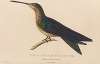 Histoire naturelle des oiseaux-mouches Pl.03