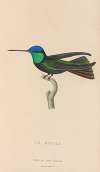 Histoire naturelle des oiseaux-mouches Pl.04