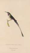 Histoire naturelle des oiseaux-mouches Pl.06