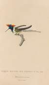 Histoire naturelle des oiseaux-mouches Pl.07