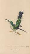 Histoire naturelle des oiseaux-mouches Pl.11
