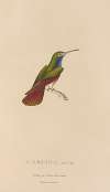 Histoire naturelle des oiseaux-mouches Pl.12