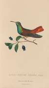 Histoire naturelle des oiseaux-mouches Pl.13