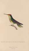 Histoire naturelle des oiseaux-mouches Pl.14