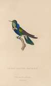 Histoire naturelle des oiseaux-mouches Pl.16