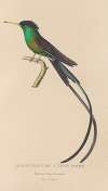 Histoire naturelle des oiseaux-mouches Pl.17