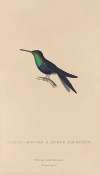 Histoire naturelle des oiseaux-mouches Pl.18