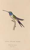 Histoire naturelle des oiseaux-mouches Pl.19