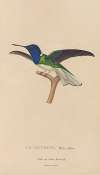 Histoire naturelle des oiseaux-mouches Pl.21