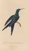 Histoire naturelle des oiseaux-mouches Pl.25
