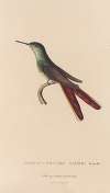 Histoire naturelle des oiseaux-mouches Pl.28