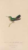 Histoire naturelle des oiseaux-mouches Pl.32