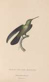 Histoire naturelle des oiseaux-mouches Pl.33