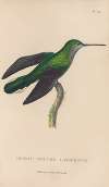 Histoire naturelle des oiseaux-mouches Pl.34