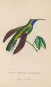 Histoire naturelle des oiseaux-mouches Pl.35