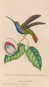 Histoire naturelle des oiseaux-mouches Pl.36