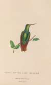 Histoire naturelle des oiseaux-mouches Pl.37