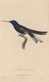 Histoire naturelle des oiseaux-mouches Pl.38