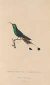 Histoire naturelle des oiseaux-mouches Pl.40