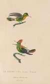 Histoire naturelle des oiseaux-mouches Pl.41