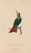 Histoire naturelle des oiseaux-mouches Pl.44