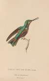 Histoire naturelle des oiseaux-mouches Pl.45
