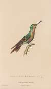 Histoire naturelle des oiseaux-mouches Pl.46