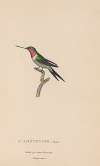 Histoire naturelle des oiseaux-mouches Pl.47