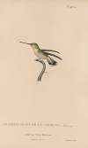 Histoire naturelle des oiseaux-mouches Pl.49
