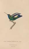 Histoire naturelle des oiseaux-mouches Pl.50