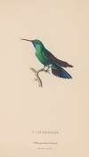 Histoire naturelle des oiseaux-mouches Pl.52