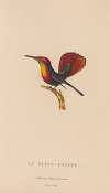 Histoire naturelle des oiseaux-mouches Pl.53
