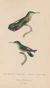 Histoire naturelle des oiseaux-mouches Pl.54