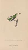 Histoire naturelle des oiseaux-mouches Pl.55