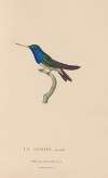 Histoire naturelle des oiseaux-mouches Pl.57