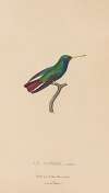 Histoire naturelle des oiseaux-mouches Pl.58